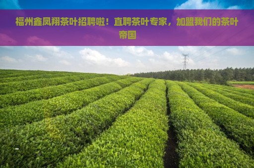 福州鑫凤翔茶叶招聘啦！直聘茶叶专家，加盟我们的茶叶帝国