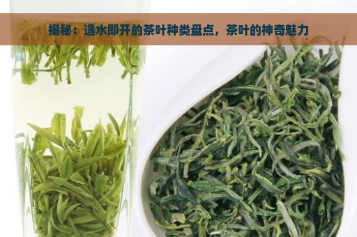 揭秘：遇水即开的茶叶种类盘点，茶叶的神奇魅力