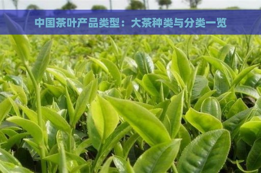 中国茶叶产品类型：大茶种类与分类一览