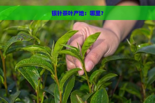 银针茶叶产地：哪里？