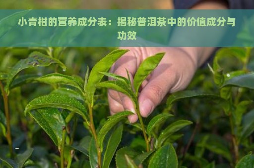 小青柑的营养成分表：揭秘普洱茶中的价值成分与功效