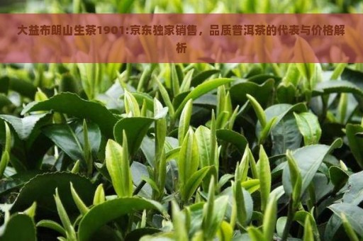 大益布朗山生茶1901:京东独家销售，品质普洱茶的代表与价格解析