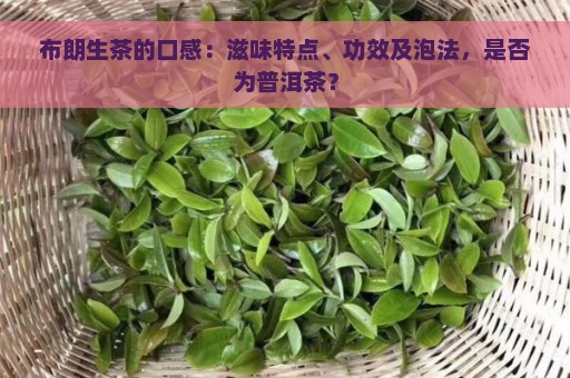 布朗生茶的口感：滋味特点、功效及泡法，是否为普洱茶？