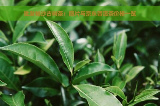 批发帕沙古树茶：图片与京东普洱茶价格一览