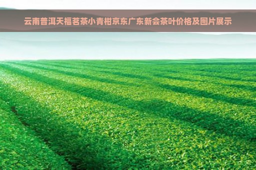 云南普洱天福茗茶小青柑京东广东新会茶叶价格及图片展示