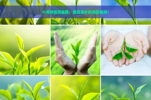 小青柑惊现骗局：普洱茶中的真假难辨！