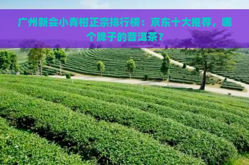 广州新会小青柑正宗排行榜：京东十大推荐，哪个牌子的普洱茶？