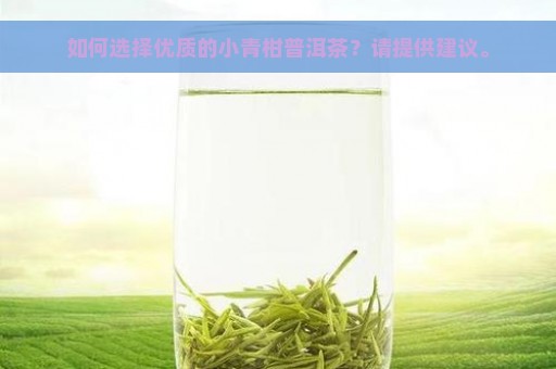 如何选择优质的小青柑普洱茶？请提供建议。