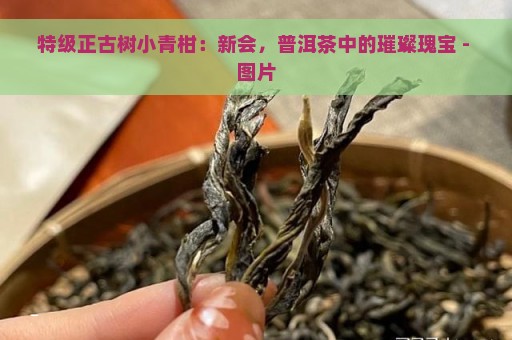 特级正古树小青柑：新会，普洱茶中的璀璨瑰宝 - 图片