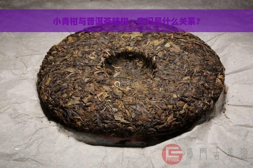 小青柑与普洱茶枝柑：它们是什么关系？