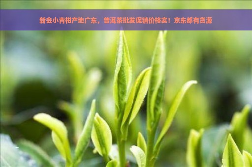 新会小青柑产地广东，普洱茶批发促销价格实！京东都有货源