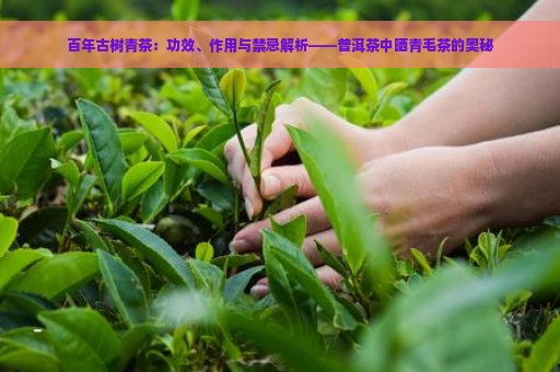 百年古树青茶：功效、作用与禁忌解析——普洱茶中晒青毛茶的奥秘