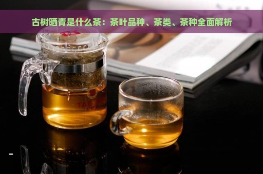 古树晒青是什么茶：茶叶品种、茶类、茶种全面解析