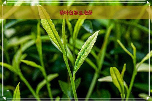 茶叶包怎么泡茶