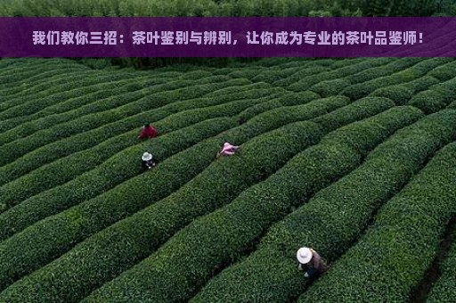 我们教你三招：茶叶鉴别与辨别，让你成为专业的茶叶品鉴师！