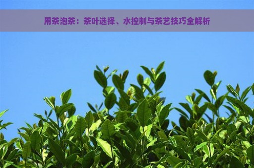 用茶泡茶：茶叶选择、水控制与茶艺技巧全解析