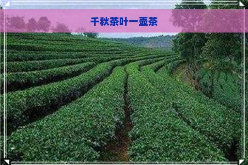 千秋茶叶一壶茶