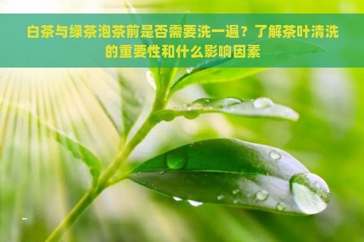 白茶与绿茶泡茶前是否需要洗一遍？了解茶叶清洗的重要性和什么影响因素