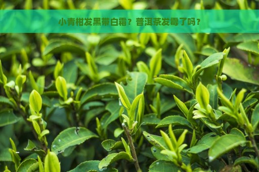 小青柑发黑带白霜？普洱茶发霉了吗？