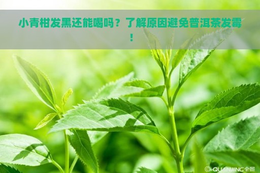 小青柑发黑还能喝吗？了解原因避免普洱茶发霉！