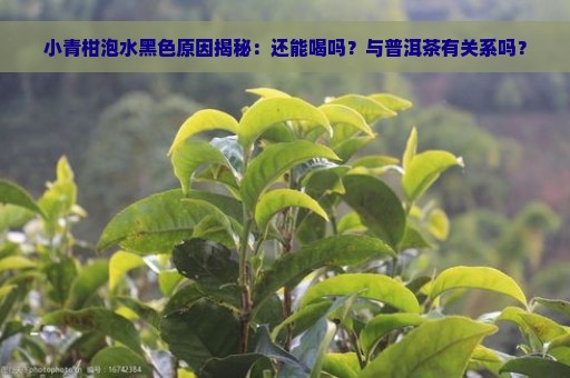 小青柑泡水黑色原因揭秘：还能喝吗？与普洱茶有关系吗？