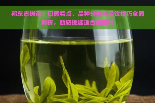 邦东古树茶：口感特点、品种分类与品饮技巧全面解析，助您挑选适合的茶叶