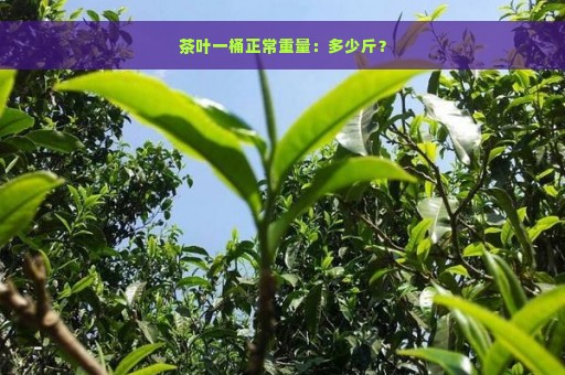 茶叶一桶正常重量：多少斤？