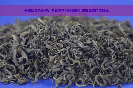 云南岔箐古树茶：三叉三岔的独特魅力与普洱茶口感对比