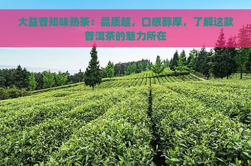 大益普知味熟茶：品质越，口感醇厚，了解这款普洱茶的魅力所在