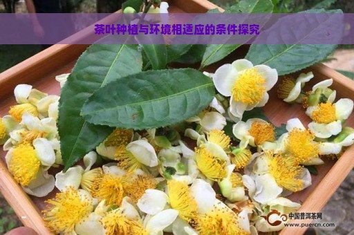 茶叶种植与环境相适应的条件探究