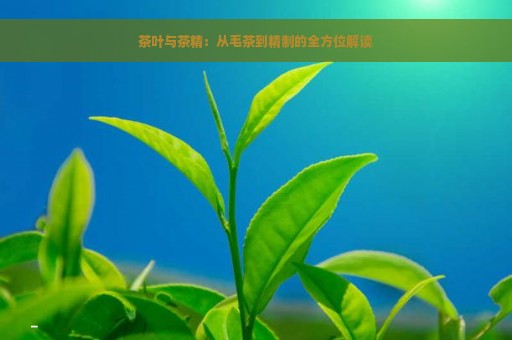 茶叶与茶精：从毛茶到精制的全方位解读