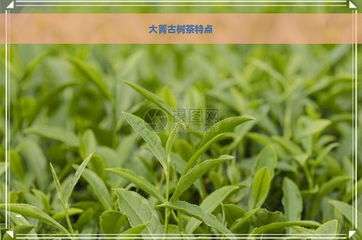 大箐古树茶特点