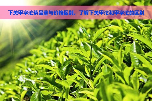 下关甲字沱茶品鉴与价格区别，了解下关甲沱和甲字沱的区别