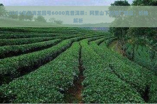 2006年勐海龙园号6000克普洱茶：阿里山下的茶厂精品，价格解析