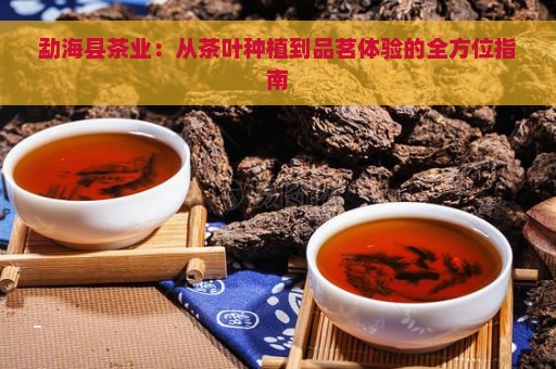 勐海县茶业：从茶叶种植到品茗体验的全方位指南