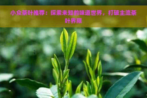 小众茶叶推荐：探索未知的味道世界，打破主流茶叶界限