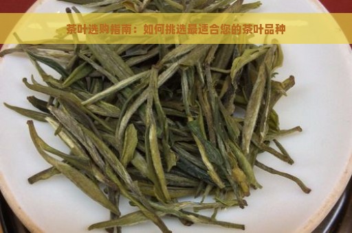 茶叶选购指南：如何挑选最适合您的茶叶品种