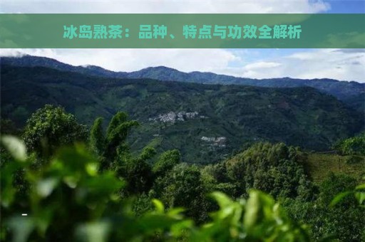 冰岛熟茶：品种、特点与功效全解析