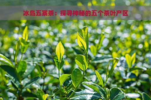 冰岛五寨茶：探寻神秘的五个茶叶产区