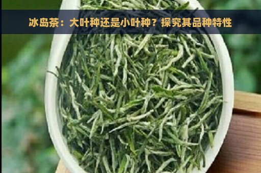 冰岛茶：大叶种还是小叶种？探究其品种特性