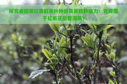 探究老班章红茶的茶叶种类及其独特魅力：究竟属于红茶还是普洱茶？