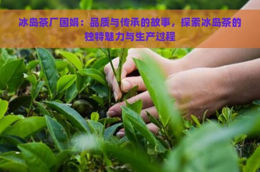 冰岛茶厂国娟：品质与传承的故事，探索冰岛茶的独特魅力与生产过程