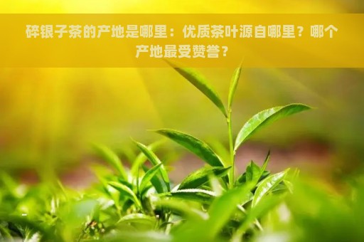 碎银子茶的产地是哪里：优质茶叶源自哪里？哪个产地最受赞誉？