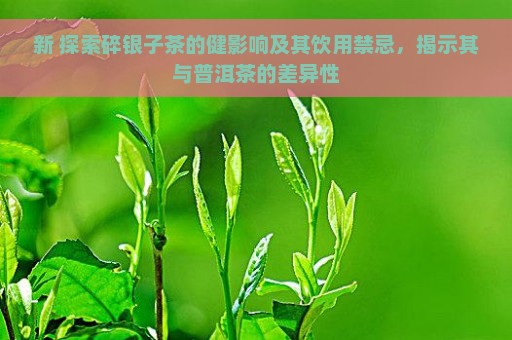 新 探索碎银子茶的健影响及其饮用禁忌，揭示其与普洱茶的差异性