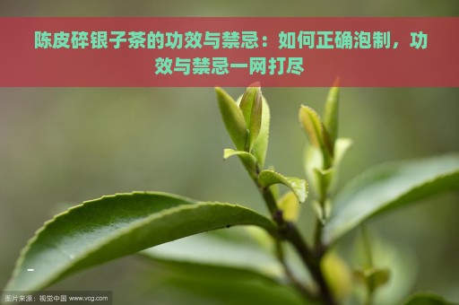 陈皮碎银子茶的功效与禁忌：如何正确泡制，功效与禁忌一网打尽