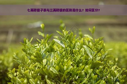 七两碎银子茶与三两碎银的区别是什么？如何区分？