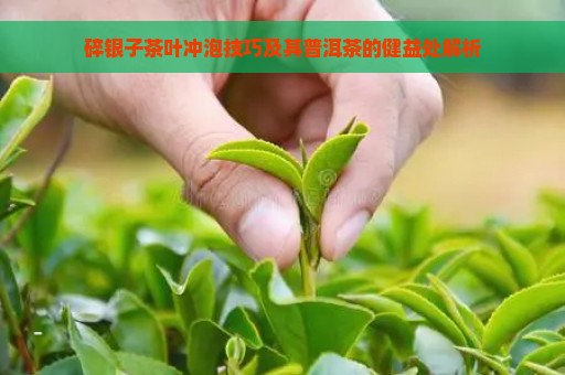 碎银子茶叶冲泡技巧及其普洱茶的健益处解析