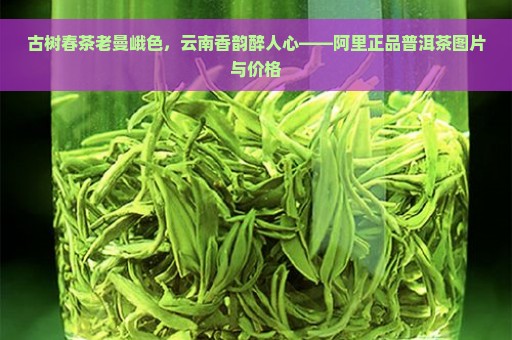 古树春茶老曼峨色，云南香韵醉人心——阿里正品普洱茶图片与价格