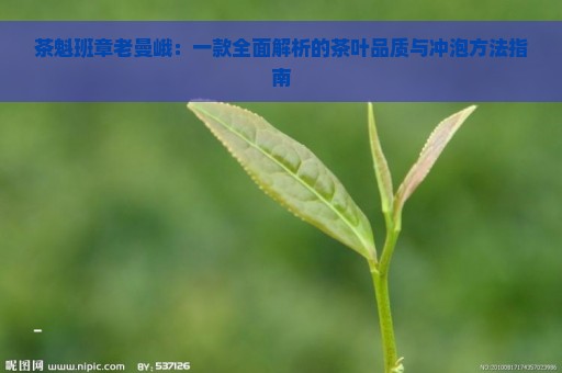 茶魁班章老曼峨：一款全面解析的茶叶品质与冲泡方法指南