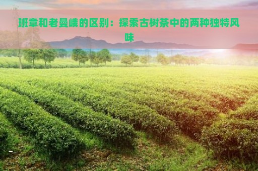 班章和老曼峨的区别：探索古树茶中的两种独特风味